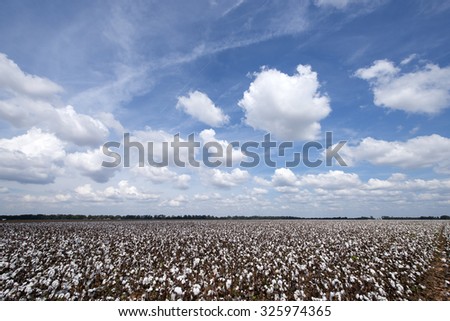 Cotton Harvest Time in Louisiana