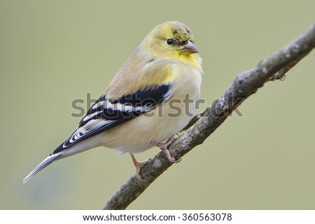 Similar – Image, Stock Photo Goldfinch in winter