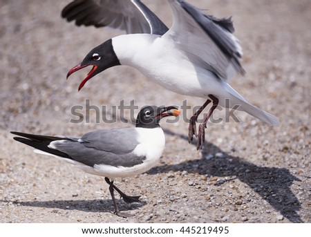 Similar – Image, Stock Photo A seagull nibbles at the remains of a fish.