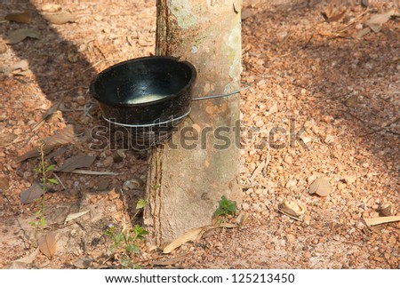 Plastic cup with handle black latex from rubber trees.