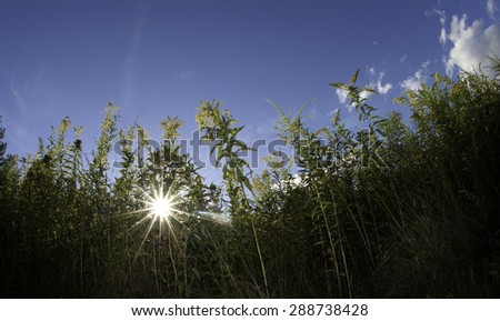A fish eye photo of sun set during late Summer.  Photo taken with high F-number and light diffusing through plants