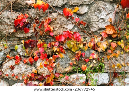 Autumnal leaves of creeper plant on a stone wall