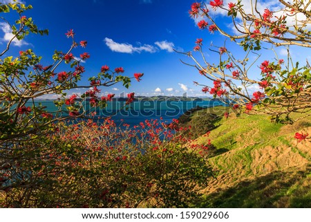 Summer Landscape with Blue Sky on the Pacific Sea Coast, Duder Regional Park, Auckland Region, New Zealand