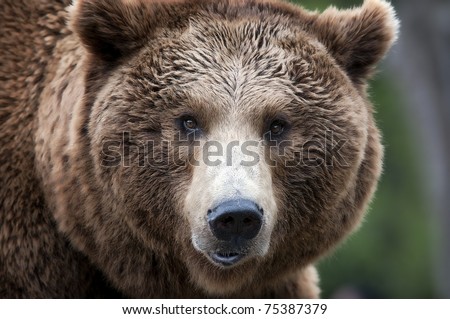 Brown Bear Close up Portrait