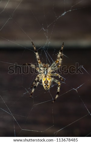 Large Araneus diadematus looks into the camera while hanging in her net