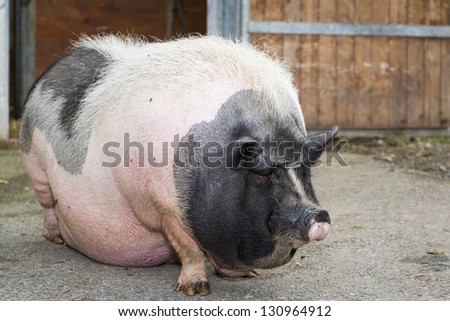 fat pink and black pot-bellied pig standing in front of farm
