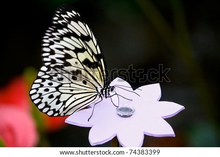 Exotic Rice Paper butterfly drinks sugar water from a fake wooden flower. Even the experts can be fooled.