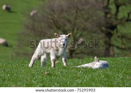 Standing lamb looks at the viewer near another sleeping lamb