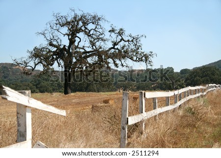 Oak tree in a field with a broken white picket fence