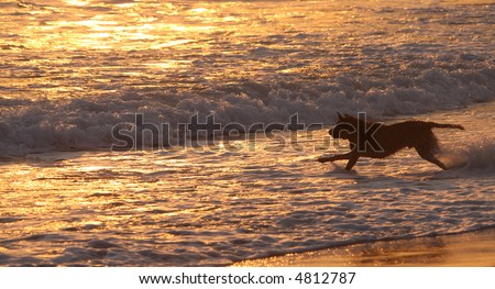 Dog chases a ball in the ocean at sunset