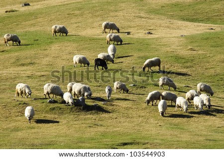 Flock of sheep grazing. Group of sheep grazing grass on pasture on a mountain of Vranica that is central Bosnia\'s highest mountain at 2112 meter.