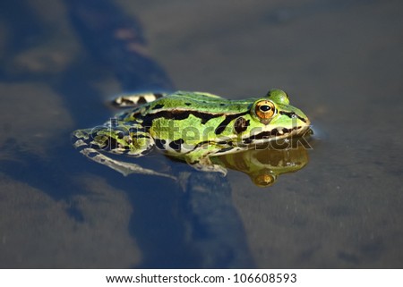 Edible green frog.Edible green frog (Rana esculenta), is a medium-thick-set tailless animals, up to 12 cm in length, but usually smaller.  Edible green frog in the shallow water of lake.