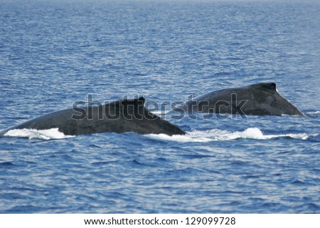 Two whales.	Two Humpback whales are swimming next to coast of Hawaii island.