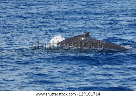 Back of whale.Humpback whale are swimming next to coast of Hawaii island. Back of adult Humpback whale.