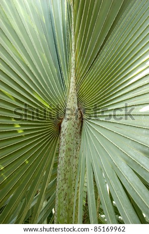 Center of palm tree. Close up of stalk and leafs of palm tree witch are creating abstract lines.