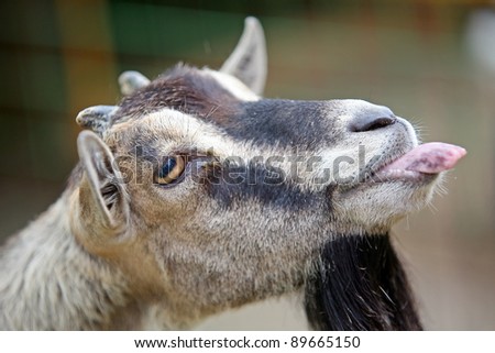 Goat\'s funny portrait	 Portrait of Goat that is in cage of zoo and loll tongue that is looking funny.