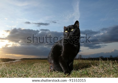 Black cat. 	Black cat on the meadow at sunset