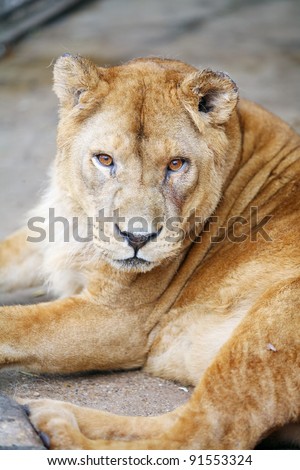 Female lion lying down. 	Female lion resting in the cage of the zoo