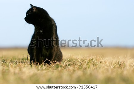Silhouette of black cat at sunset. 	Black cat on the meadow.