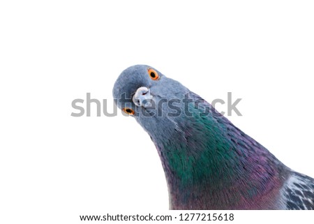 Similar – Image, Stock Photo Silhouette einer Taube in den Farben der ukrainischen Flagge. Kampf für den Frieden. Illustration