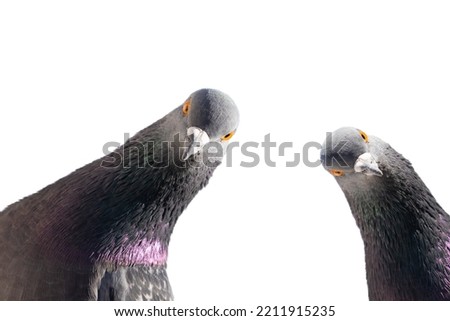 Similar – Image, Stock Photo Silhouette einer Taube in den Farben der ukrainischen Flagge. Kampf für den Frieden. Illustration