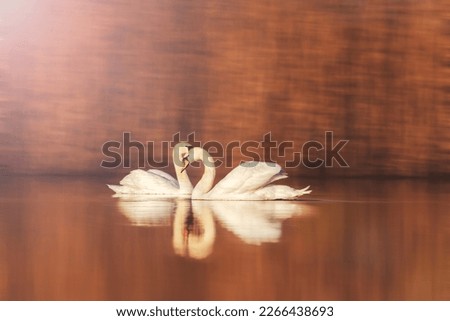 Similar – Image, Stock Photo swan Swan River Bird Lake