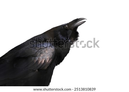 Similar – Image, Stock Photo A raven crow at the coffee klatsch in the garden cafe