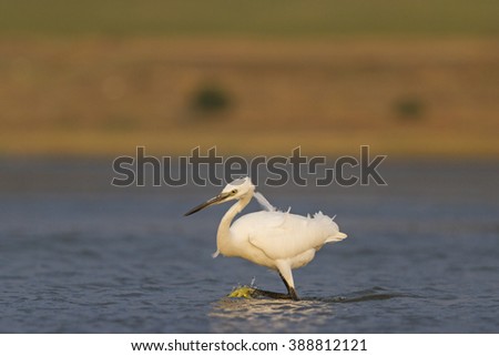 Similar – Image, Stock Photo Great White Egret, knee-deep in water at the lakeside