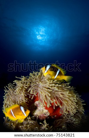 Magnificent anemone (Heteractis-magnifica) and anemone fish Amphiprion bicinctus
