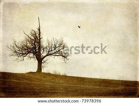 Lone tree, one crow