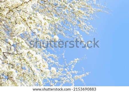 Similar – Image, Stock Photo Cherry blossoms against blue sky.