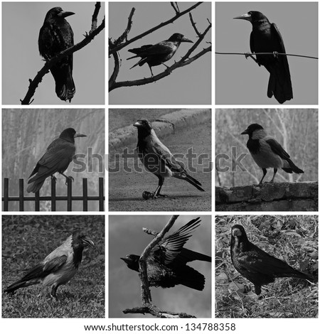 collage with black and white photos of ravens