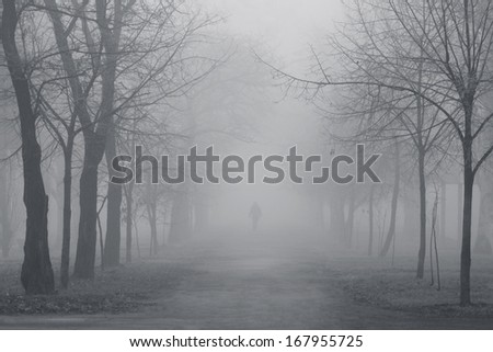 path in a foggy park