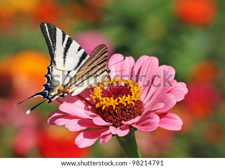 garden:  butterfly  Scarce Swallowtail  sitting on flower (zinnia)