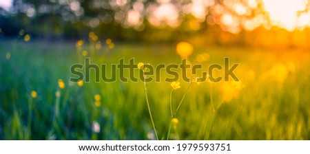 Similar – Image, Stock Photo Meadow and yellow flowers behind a wire mesh fence