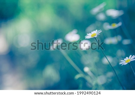 Similar – Image, Stock Photo plants and a blue sky