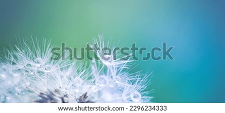 Similar – Image, Stock Photo raindrops on the dandelion seed, rainy days in autumn season