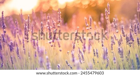 Purple flowers on bush