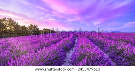 Similar – Image, Stock Photo flower meadow