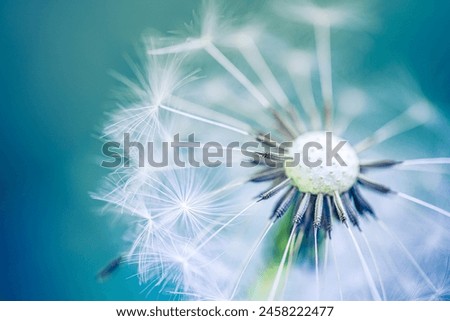 Similar – Image, Stock Photo blowball Flower Dandelion