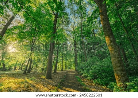 Similar – Image, Stock Photo forest path Forest