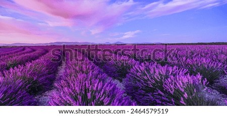 Similar – Image, Stock Photo Lavender blurred Flower