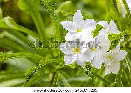 Similar – Image, Stock Photo flower. Flower Nature