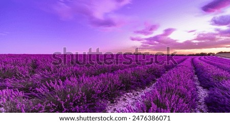 Similar – Image, Stock Photo Lavender in Provence