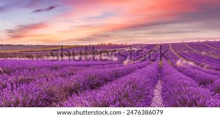Similar – Image, Stock Photo Purple Lavender Field Closeup