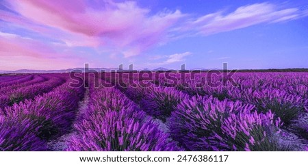 Similar – Image, Stock Photo Lavender in the summer wind