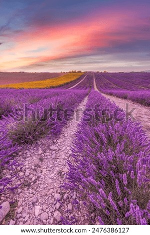 Similar – Image, Stock Photo Landscape with lavender in summer and blur background