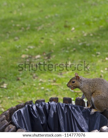 squirrel eating on a public trash