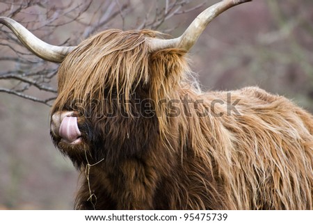 Highland Cattle licking its nose in the Scottish Highlands