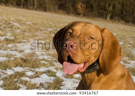 Portrait of hungarian shorthaired vizsla, dog eyes